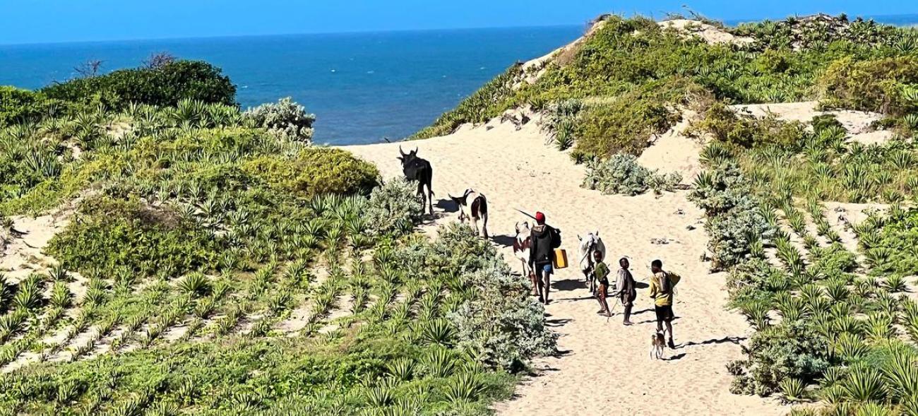 UN News/Daniel Dickinson Communities in southern Madagascar are planting sisal to protect the land from erosion and degradation.